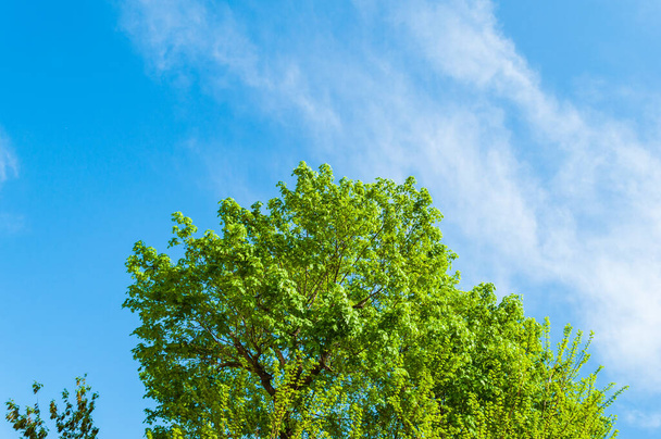 Green tree under the bright sunlight with blue sky on the background - Photo, Image