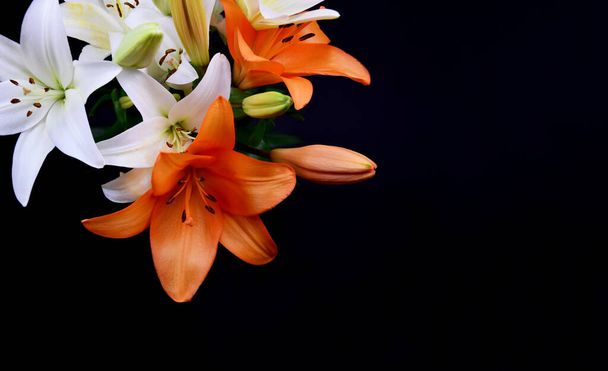 美しい白とオレンジのユリの花のフレームストック画像。テキスト用のコピースペースを持つ黒の背景に孤立したユリの花。ユリの花の写真の花束。美しい花のイメージの束 - 写真・画像