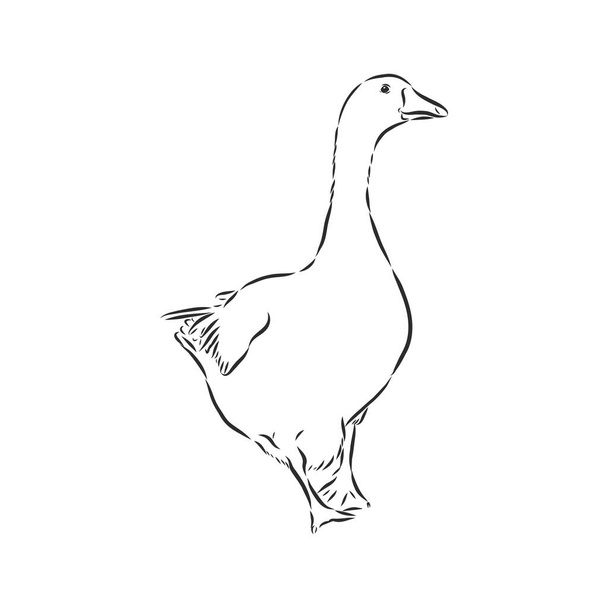 Hand drawn goose isolated. Engraved style vector illustration. Template for your design works. goose animal, vector sketch illustration - Vector, Image