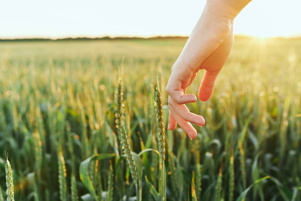 Woman touching wheat on the field  - Zdjęcie, obraz