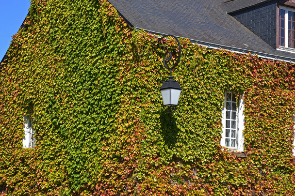 House wall full of ivy - Photo, Image