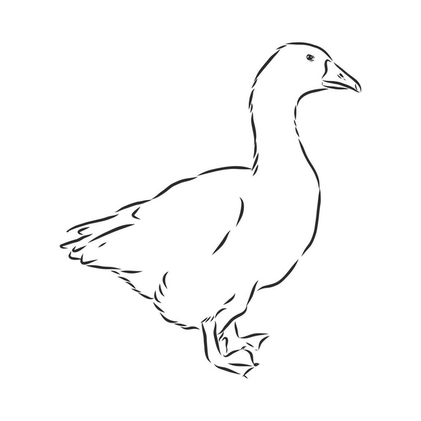 Hand drawn goose isolated. Engraved style vector illustration. Template for your design works. goose animal, vector sketch illustration - Vector, afbeelding