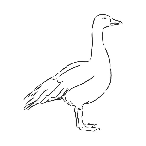 Hand drawn goose isolated. Engraved style vector illustration. Template for your design works. goose animal, vector sketch illustration - Διάνυσμα, εικόνα