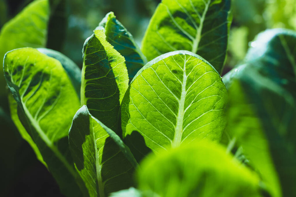 zielony cos sałata lub Cos Romaine sałata na zdrowe warzywa sałatka jedzenie natura tło - Zdjęcie, obraz