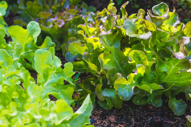 organikus zöld tölgyfa levél saláta és vörös tölgysaláta egészséges zöldség saláta élelmiszer háttér - Fotó, kép