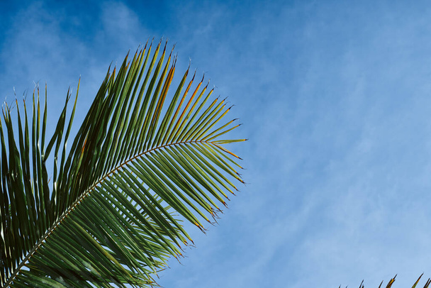 Beautiful palm tees growing on the beach       - Valokuva, kuva