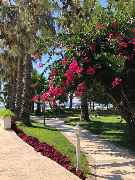 Turkey. Turkish Culture. Sights and nature of Turkey. Sea. The sun. Palms. Beach. Hotel. - Photo, Image