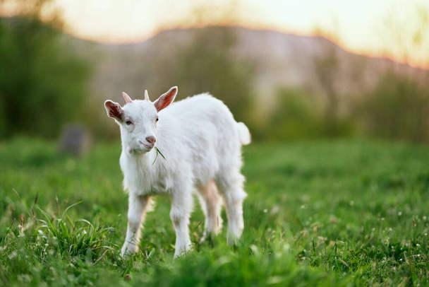 cute  little baby goat on the farm - Photo, Image