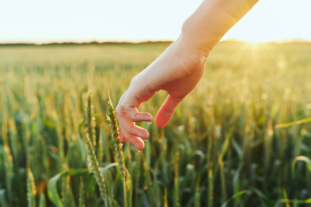 Жінка торкається пшениці на полі
  - Фото, зображення