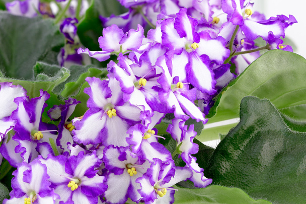 Violeta africana, Saintpaulia ionantha
 - Foto, Imagem