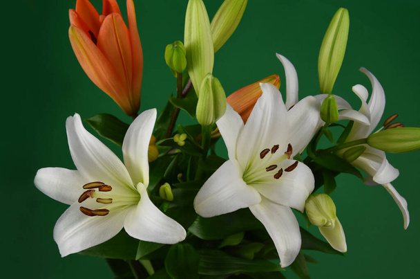 Piękny biały i pomarańczowy kwiat lilii szczegółowo zdjęcia akcji. Kwiat lilii izolowany na zielonym tle. Bukiet lilii obrazy akcji. Piękna wiązanka kwiatów - Zdjęcie, obraz