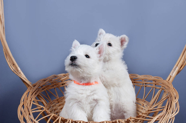 dos divertidos perros terrier de tierras altas del oeste blanco cachorro se sientan en su aviario o caja para perro pequeño interior, perro crianza concepto de negocio
 - Foto, Imagen