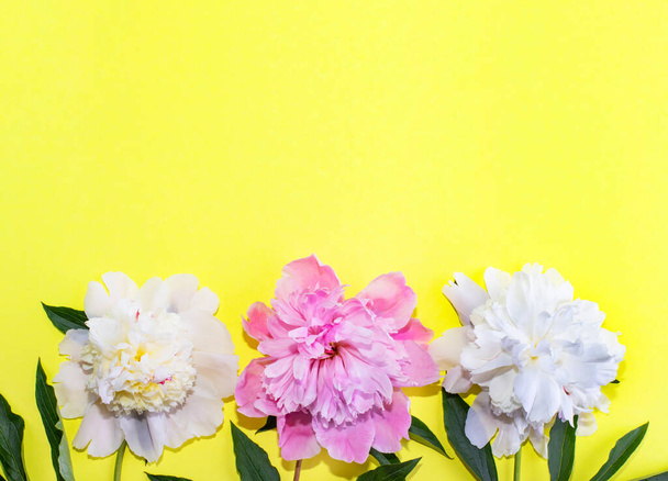 Gele achtergrond met pioenrozen bloemen en plaats voor tekst. - Foto, afbeelding