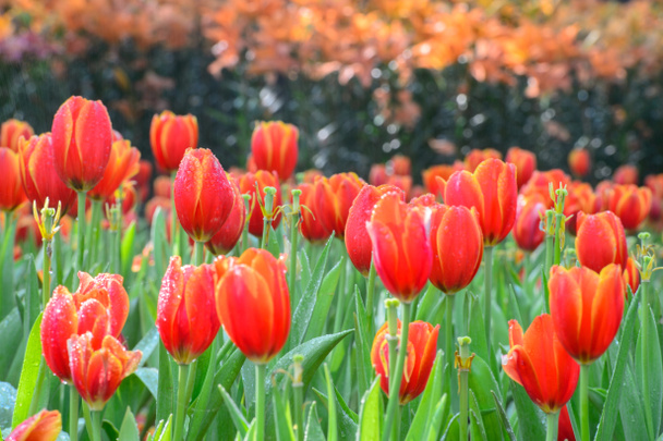 Красные тюльпаны
 - Фото, изображение