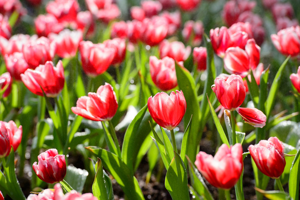 Jardim de tulipas vermelhas
 - Foto, Imagem