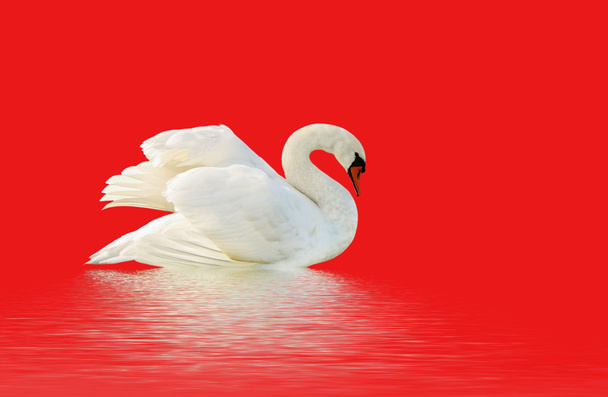 Cisne blanco
. - Foto, Imagen