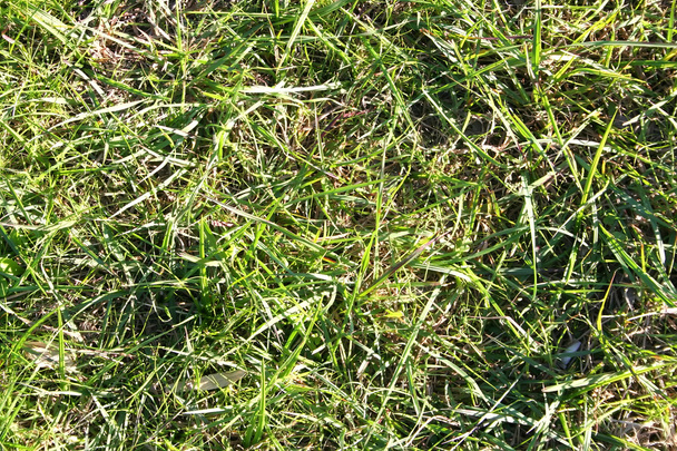 Meadow Background - Foto, afbeelding