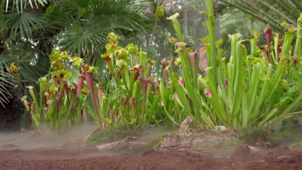 carnivorous buttercup plants at morning fog in the forest - Footage, Video