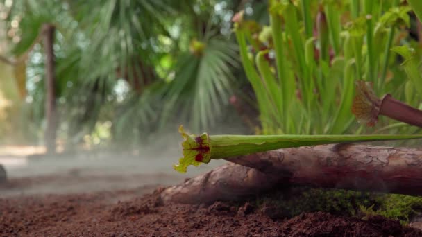 vleesetende boterbloem planten in de ochtendmist in het bos - Video