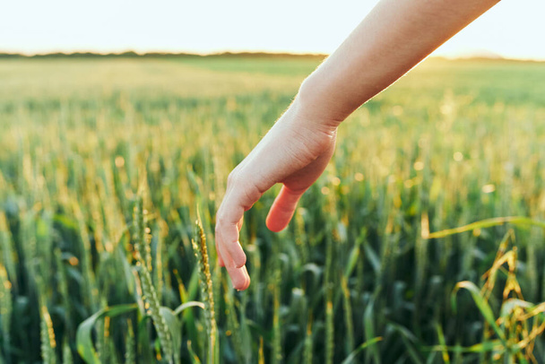 A nő megérinti a búzát a mezőn  - Fotó, kép