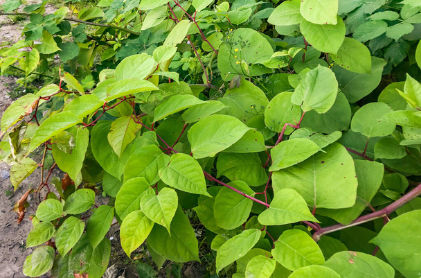 Швидкозростаюча, інвазивна рослина Японська Knotweed або'Polygonum cuspidatum'або Fallopia japonica' - Фото, зображення