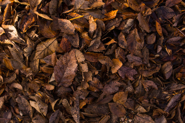 Hojas de otoño en el suelo
 - Foto, Imagen