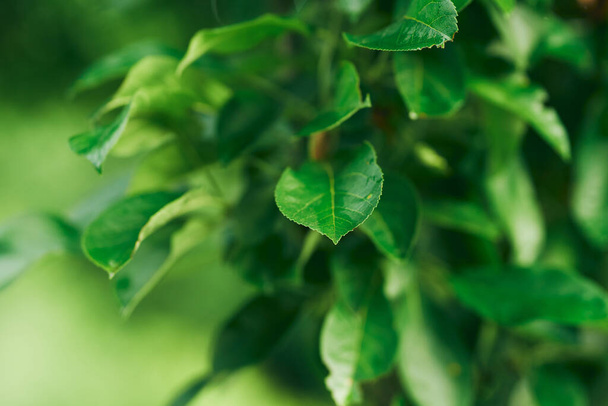 groene boombladeren, close up - Foto, afbeelding