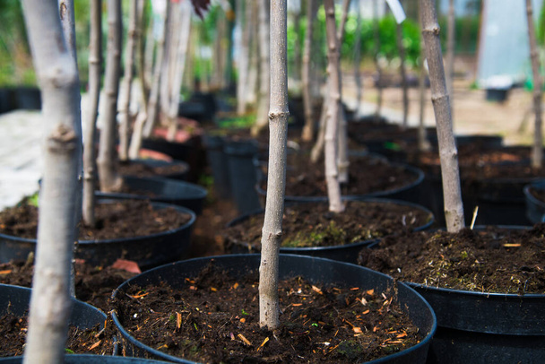 植物保育園。植物保育園のプラスチックポットの若いカエデの木の行 - 写真・画像