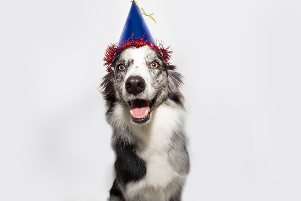 Happy dog party with a blue birthday hat. Isolated on gray background. - Photo, image