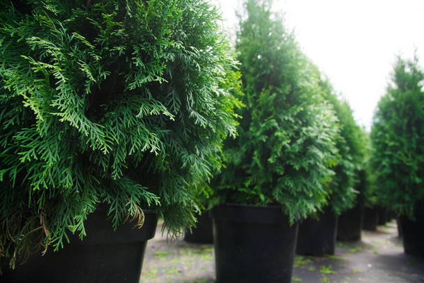 Saplings of pine, spruce, fir and other coniferous trees in pots in plant nursery. - Photo, Image
