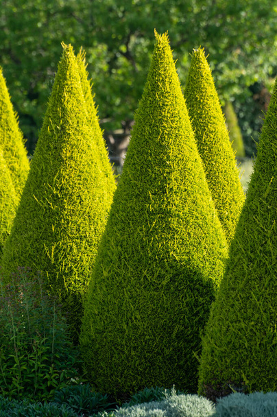 Árvores coníferas thuja cônicas verdes bem tratadas no jardim
 - Foto, Imagem