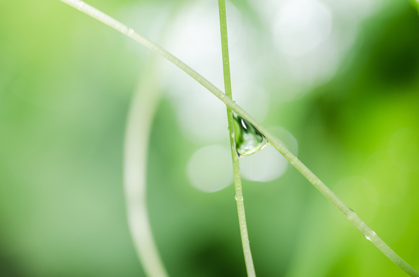 Leaf and water drops - Fotó, kép