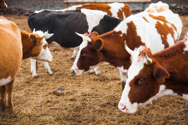 Mucche in una fattoria. Vacche da latte. Cowshed - Foto, immagini