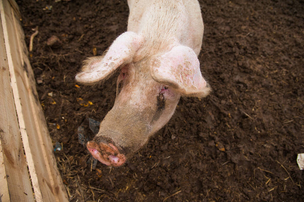 国産豚。村の農場の豚 - 写真・画像