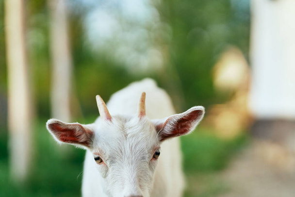 mignon petit bébé chèvre à la ferme - Photo, image