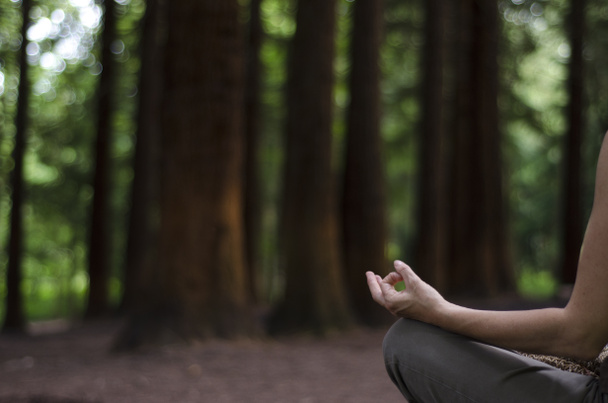Meditar en un bosque de pinos
 - Foto, Imagen