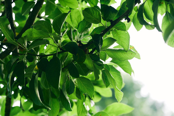 green tree leaves, close up - Foto, Imagem