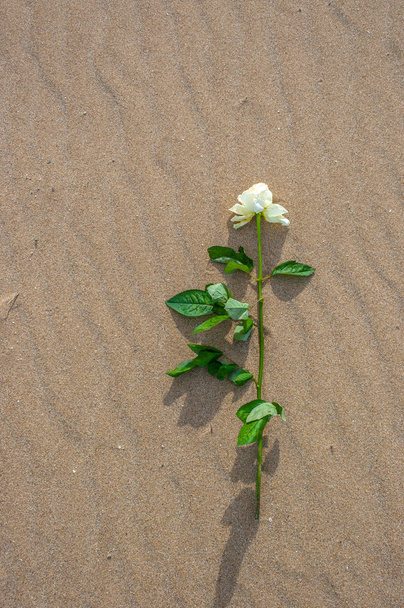 Rose egyedül a strandon - Fotó, kép