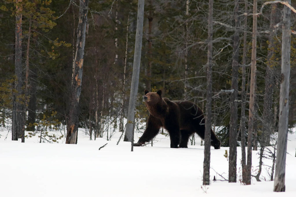 Medvěd hnědý (Ursus arctos) na sněhu uprostřed tajgy se zvednutou hlavou - Fotografie, Obrázek