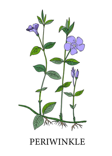 ペリウィンクルの花。ペリウィンクルの植物イラスト。薬用植物。代替医療。白地に青い花を咲かせます。ベクターイラスト - ベクター画像