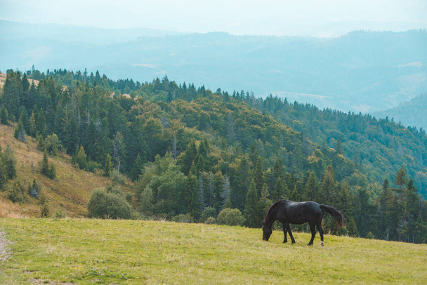 musta hevonen syö ruohoa vuorilla kenttä kopioi tilaa - Valokuva, kuva