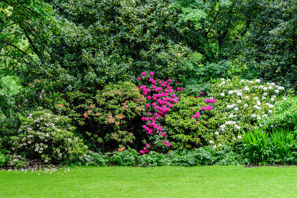 "Minimalist garden landscape with plants and grass and pink magenta azalea or Rhododendron flowers in a sunny day in Scotland, United Kingdom, typical British cottage garden arrangement, space for text" - Foto, imagen