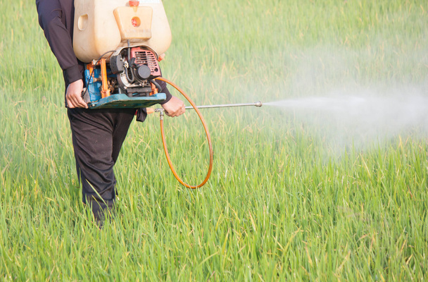 farmář rozprašování pesticidů v poli rýže - Fotografie, Obrázek