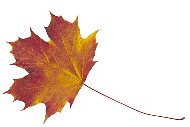 Сухой кленовый лист
 - Фото, изображение