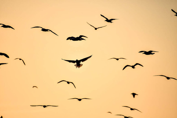 птицы летят в небе, красивая фотография цифровая фотография - Фото, изображение