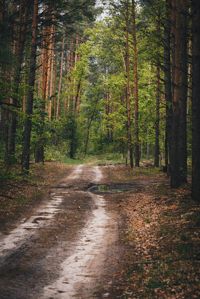 Strada forestale sterrata tra pini e betulle nella foresta dopo la pioggia
 - Foto, immagini