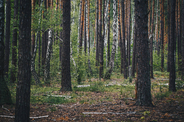 Δασικός χωματόδρομος ανάμεσα σε πεύκα και σημύδες στο δάσος μετά τη βροχή - Φωτογραφία, εικόνα