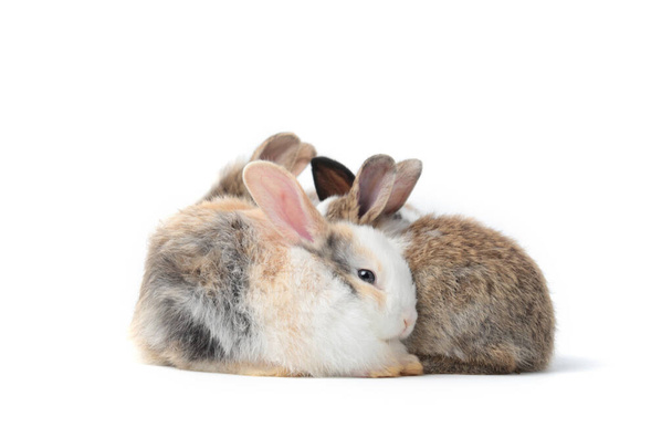 白い背景で一緒に寝ている可愛いふわふわのウサギのグループ、可愛いウサギの動物の肖像画 - 写真・画像