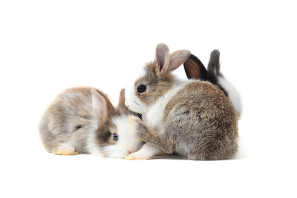 Beyaz arka planda sevimli tüylü tavşanlardan oluşan bir grup sevimli tavşan portresi. - Fotoğraf, Görsel