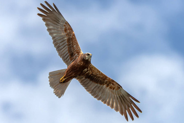 Молоді дорослі західні болота турбують самицю в польоті проти хмар. Hawk, falcons, raptors, birds, Circus aeroginosus - Фото, зображення